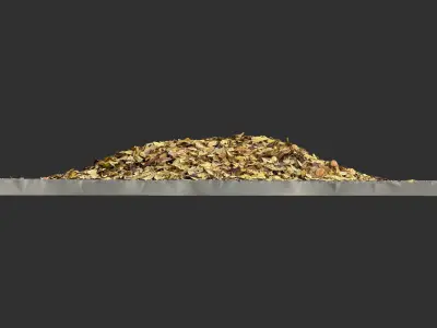 Leaves on the ground 3d scan 3D model