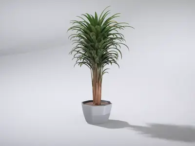 Elegant Dracaena Marginata Plant Low-poly 3D model