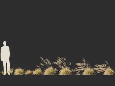 Deschampsia cespitosa Northern Lights - Tufted Hair Grass 02 3D model