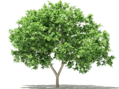 Common Fig Tree 3D model
