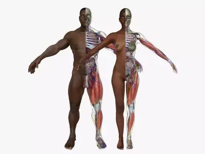 African American Male Female Complete Anatomy 3D model