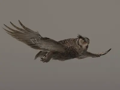  Owl Animated 