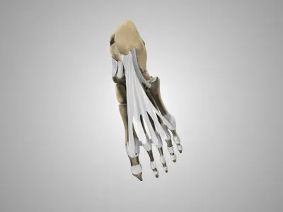 Foot Bones with Ligaments Low-poly 3D model