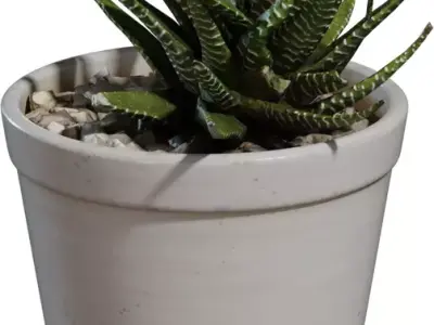 Game Ready Potted Succulent  Low-poly 3D model