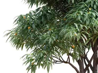 Deciduous tree with fruit - Medlar 3D model