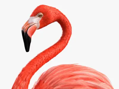 Tropical Bird Flamingo Pink 