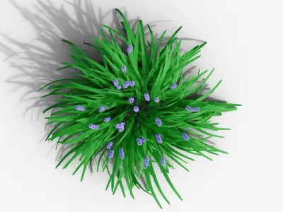 Liriope muscari 3D model