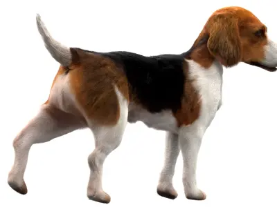  Beagle Dog Anatomy 