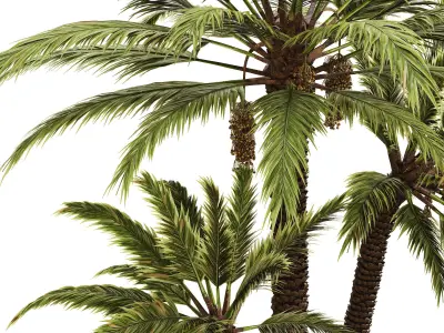 Date palm 3D model