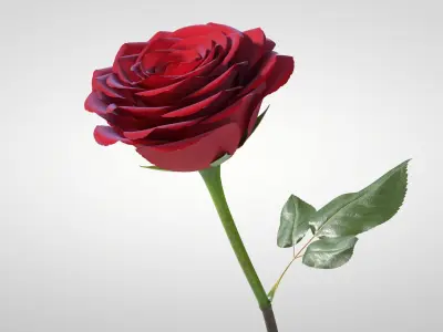  Hyperreal Rose Flower Animated 