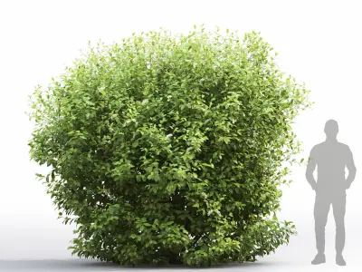 Prunus Padus 7 3D model