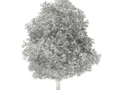 Avocado Tree 3D model