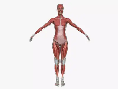 Muscle Anatomy Medical Edition Female 3D model