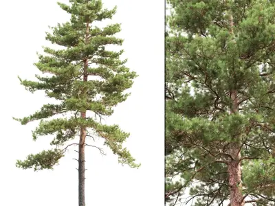  Pinus Sylvestris Pack #2 