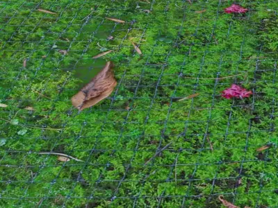 3 Surface of Moss set 3D model