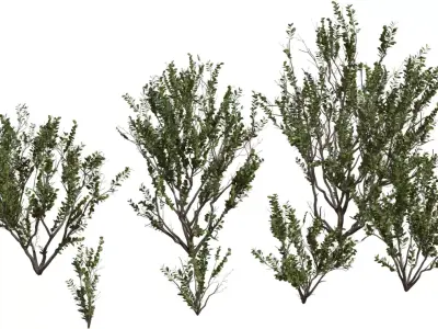 Realistic Shrub   Bush Growth Pack Low-poly 3D model