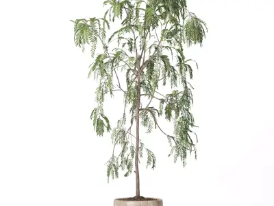 Indoor Plant Suamei 3D model