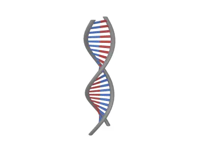 DNA Molecule v1 004 Low-poly 3D model
