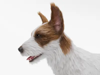  Jack Russell Terrier 