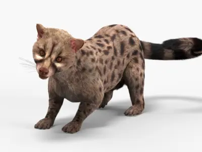  Asian Palm Civet Musang Spotted Coat Brown Fur Rigged 