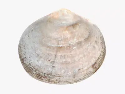 Clam V3 - Realistic Hard Shell 3D model
