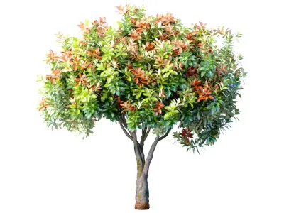 Decorative Evergreen Garden Outdoor Tree Shrub 3D model