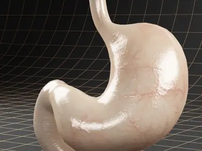Anatomy stomach 3D model