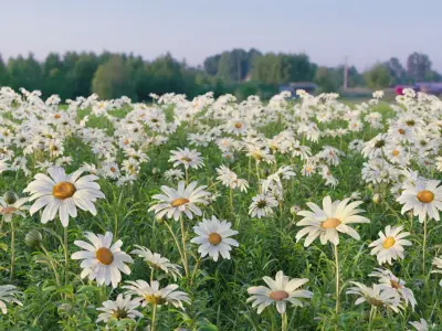  Flower collection vol06 Daisy 