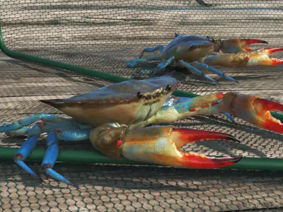  Collapsible Fishing Net Cage with Crawfish Inside 