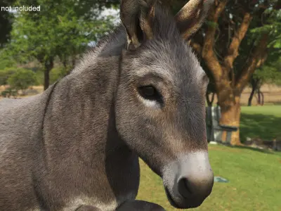  Short-Haired Pack Donkey Fur Rigged for Maya 