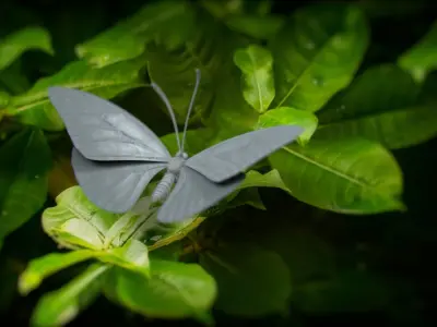  Blue Morpho Butterfly Rigged Xgen 