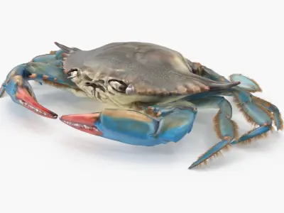  Blue Crab 