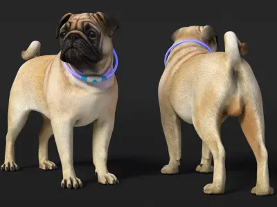  Pug Dog in LED Collar 
