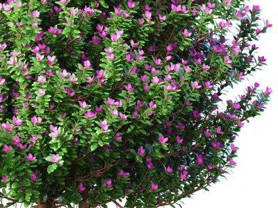 Decorative garden tree lilac flowers potted vase Provence style 3D model