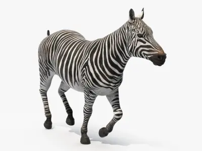  Striped Equine Running 