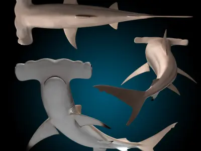  Hammerhead Shark 
