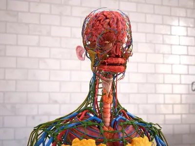  Realistic Skin Afro Female and Full Body Anatomy 