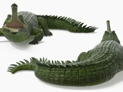  Narrow Jawed Gharial Green Crocodile Lying 