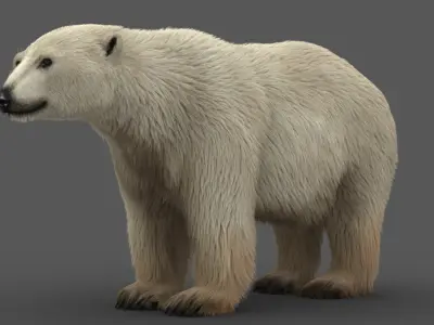  Polar Bear (2) (Animated) (Fur) model 