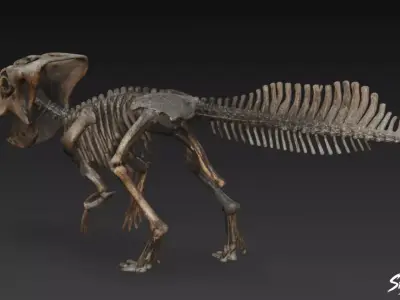 Pachycephalosaurus fossil Low-poly 3D model