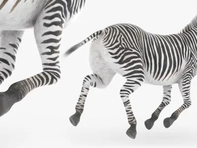 African Zebra Fur Rigged For Blender Animated Set 