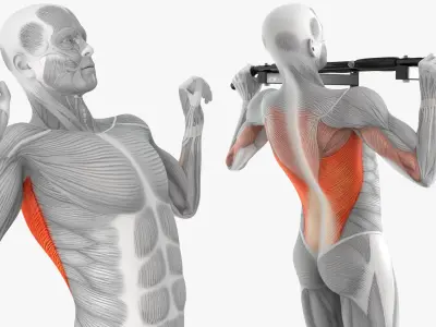  Male Muscular System Pull-up Animated Rigged for Cinema 4D 