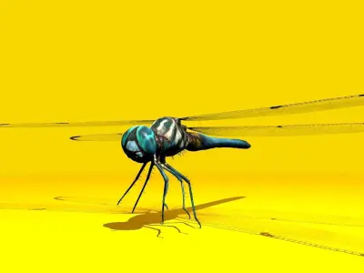 Dragonfly Full Rigged Low-poly 3D model