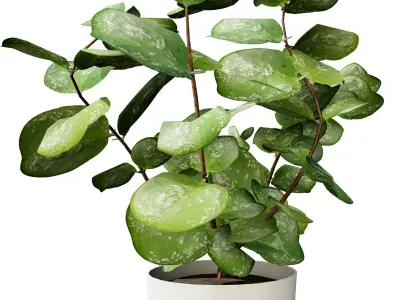 Indoor Hoya potted plants collection Low-poly 3D model