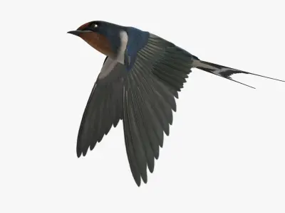  Hirundo Rustica "Barn Swallow" 