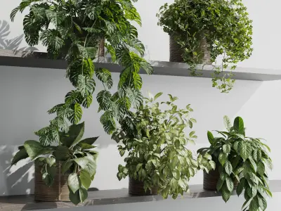 wall plant - set Indoor plant 408 plants on shelf Low-poly 3D model