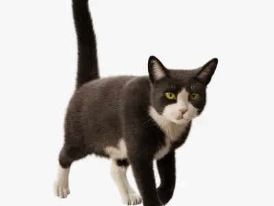  Cat Tuxedo Rigged Animated 