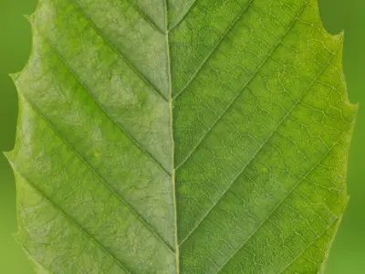 AMERICAN TREE 3D model