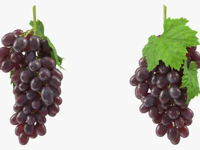  Bunch of Dark Grapes 