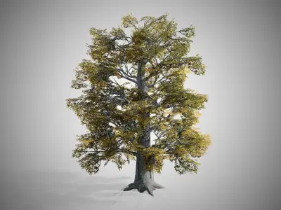 European Beech Fall Tree Low-poly 3D model